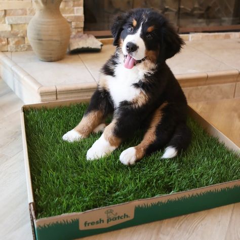 Dog Grass Patch, Dog Porch Potty, Dog Porch, Porch Potty, Pig Dog, Potty Pads, Toy Poodle Puppies, Poodle Puppies, Cat Grass