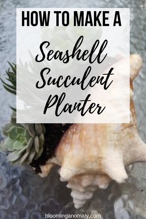 Large Sea Shells, Succulent Bowls, Succulent Display, Shell Planter, Seashell Projects, Plant Crafts, Succulent Garden Diy, Succulents In Containers, Mini Succulents