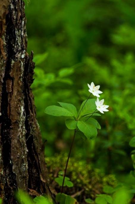 Do a little bit of good wherever you are.  It's those little bits of good put together that overwhelm the world.  ~Desmond Tutu Flowers Growing, Woodland Garden, Forest Flowers, Green Forest, Walk In The Woods, Gardening Supplies, Good Morning Images, White Flower, Nature Beauty