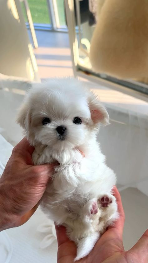 Instagram Shitzu Poodle Mix Puppies, Dogs And Puppies Pictures, Baby Maltese, Cute Dog Pics, Cute Fluffy Puppies, Dream Puppy, Cute Pups, Teacup Maltese, Cute Dogs Images