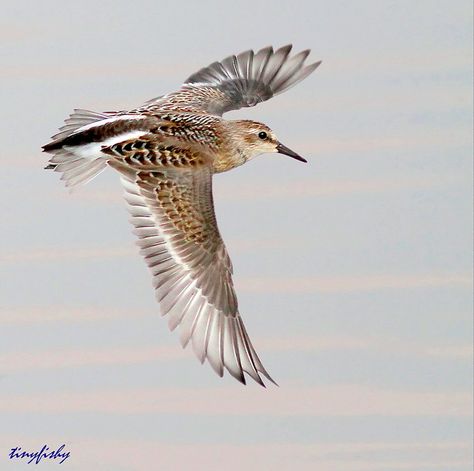 flying sandpiper bird Nature Paladin, Sandpiper Tattoo, Sandpiper Bird, Roman Tattoo, Shore Birds, Coastal Birds, Short Neck, Flying Birds, Shorebirds