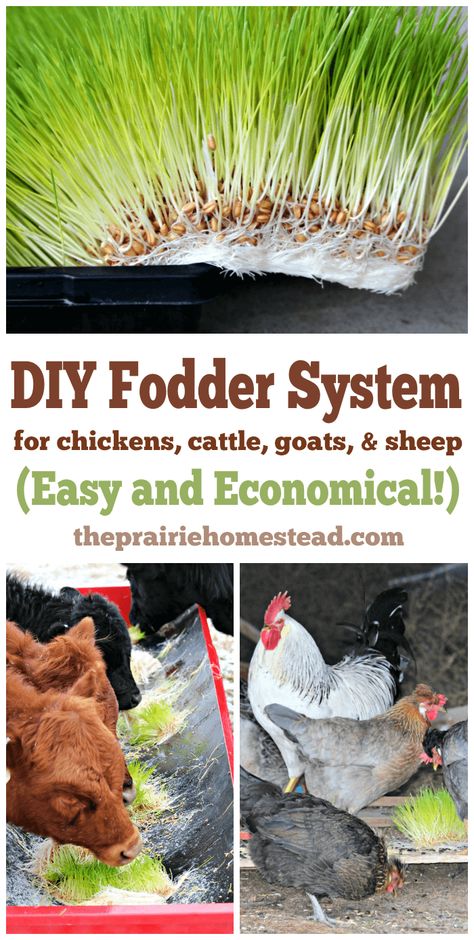 DIY Fodder System for Animals • The Prairie Homestead Growing Fodder, Fodder System, Goats And Sheep, The Prairie Homestead, Dog Farm, Prairie Homestead, Raising Farm Animals, Tattoo Plant, Backyard Chicken Farming