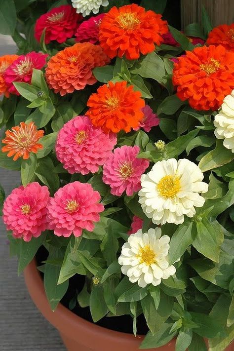 Zinnia Garden, Zinnia Flowers, Blossom Garden, Container Gardening Flowers, Flower Pots Outdoor, Cut Flower Garden, House Plants Decor, Garden Yard Ideas, Container Flowers