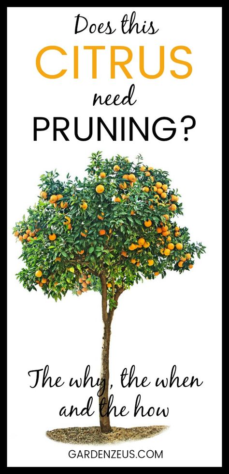 Prune young citrus trees for structure and form; prune mature citrus trees to maintain tree size and health and to produce young wood for fruiting. #pruning #citrus #oranges #lemons #fruit #gardening Lemon Tree Pruning, Citrus Tree Care, Mandarin Orange Tree, Pruning A Lemon Tree, Pruning Citrus Trees, Pruning Lemon Trees, Citrus Trees Landscape, Citrus Trees In Pots, Backyard Wood Projects