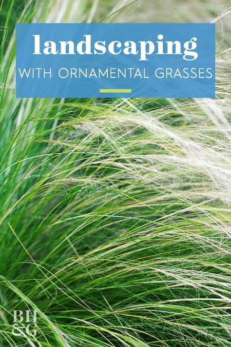 Mexican Grass Plant, Stipa Grass Landscape, Pampas Grass In Landscaping, Mexican Feather Grass Landscaping Design, Modern Grass Landscaping, Vetiver Grass Landscaping, Maiden Grass Landscaping Ideas, Tall Grasses Landscaping, Sea Grass Landscaping