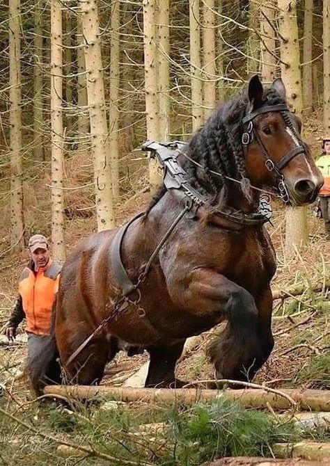 They're super strong, is it humane ? Big Horse Breeds, Percheron Horses, Photo Animaliere, Saltwater Crocodile, Rasy Koni, طابع بريدي, Draft Horse, Big Horses, Work Horses