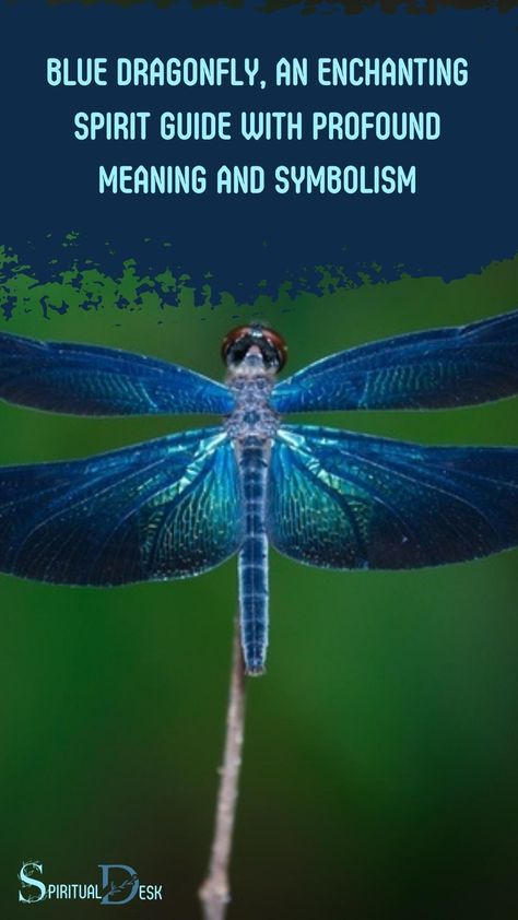 Step into the mystical world of the blue dragonfly, an enchanting spirit guide with profound meaning and symbolism. Discover its captivating secrets as you navigate through life’s intricate journey. #navigate #discover #journey #life #secret #meaning #guide #spirit #spiritguide #bluedragonfly Blue Dragonfly Meaning, Dragonfly Spiritual, Dragonfly Meaning, Shadow Work Spiritual, Spirit Animal Meaning, Totem Animals, Animal Meanings, Native American Spirituality, Dragon Flies