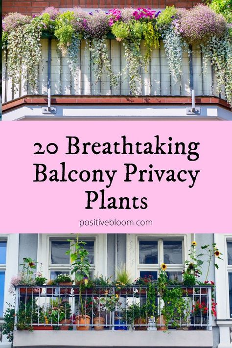 Check out these twenty balcony privacy plants, learn more about their basic requirements, and find out how to choose the best one for your terrace. Balcony Privacy Plants, Small Terrace Garden, Cerca Natural, Terrace Garden Ideas, French Balcony, Balcony Privacy, Privacy Plants, Natural Fence, Small Balcony Garden