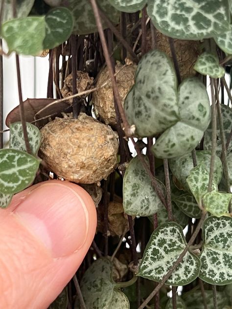 Hoya Plant Display Ideas, Hoya Terrarium, String Of Hearts Care Tips, Monstera Types, Chain Of Hearts Plant, Indore Plants, Variegated String Of Hearts, String Of Turtles, String Of Hearts Plant