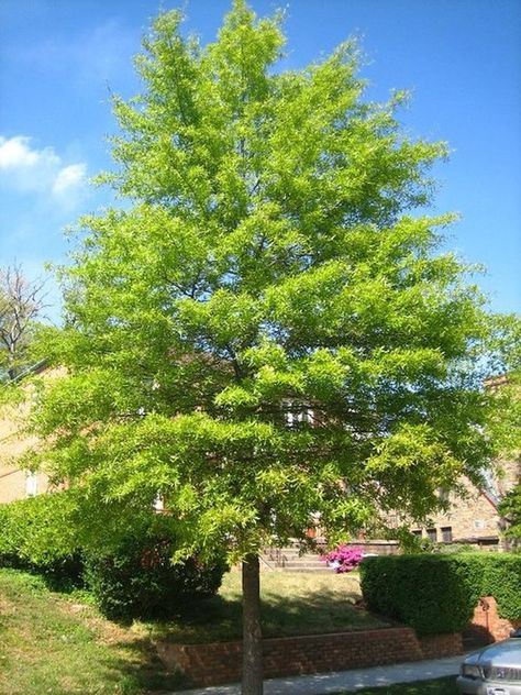 willow oak tree for sale Willow Oak Tree, Willow Oak, Deer Resistant Perennials, Long Blooming Perennials, Hummingbird Plants, Zone 7, Deer Resistant Plants, Sun Perennials, Live Tree