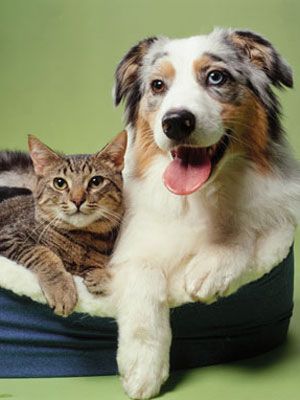 Decoding body language of your cat and dog .... so cute. Image Chat, Dog People, Dog Eyes, Pet Hacks, Cat People, Cat Care, Love Pet, Animal Rights, Body Language