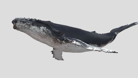 4K Humpback Whale 3D Model Turn by haibo545001 Whale Reference, Whale Photography, Small Fish Tattoos, Ashtanga Yoga Primary Series, Whale Pictures, Whale Drawing, Environment Reference, Small Fish, Ashtanga Yoga