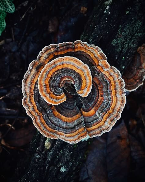 Mushroom Identification, Turkey Tail Mushroom, Geometry In Nature, Mushroom Pictures, Turkey Tail, Plant Fungus, Magic Mushroom, Mushroom Fungi, Black Seed