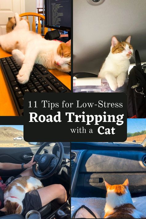 Road Trip With Cats Tips, Traveling With A Cat Road Trips, Travel With Cats In Car, Traveling With Cats In Car Road Trips, How To Travel With A Cat, Road Trip With Cat, Traveling With Cats In Car, Cat Road Trip, Cat Must Haves