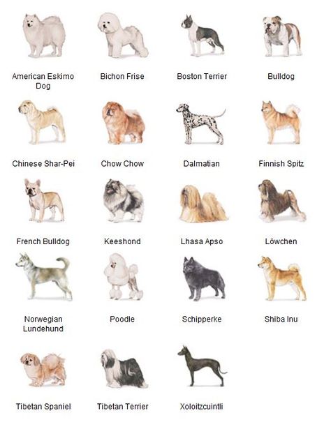 AKC Breeds by Group - Non-Working Dogs 3 of 7 Dog Infographic, Agility Training For Dogs, Akc Breeds, Dog Breeds List, Breeds Of Dogs, Group Of Dogs, Purebred Dogs, Dog Info, All Dogs