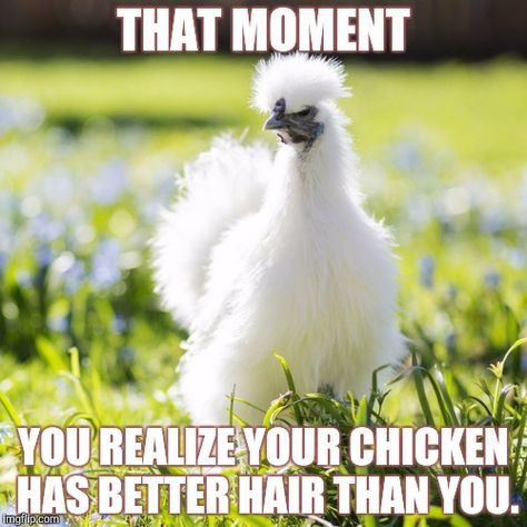 Chicken-meme White Chicken Breeds, Silkie Bantam, Brahma Chicken, Fluffy Chicken, Baby Chicks Raising, Chickens For Sale, Bantam Chickens, Poultry Supplies, Silkie Chickens