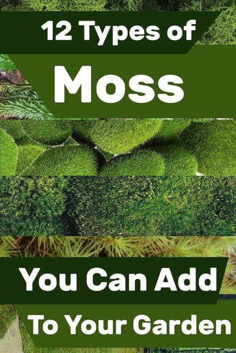 Moss Lawn, Types Of Moss, Growing Moss, Moss Plant, Moss Garden, Alam Yang Indah, Shade Garden, Growing Plants, Dream Garden