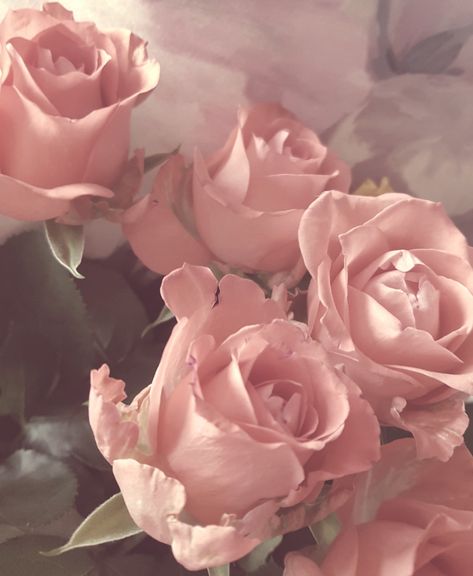 Pink Roses, Roses, Pink