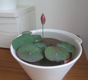 Growing Lotus, Micro Lotus, How To Grow Bonsai, Small Water Gardens, Diy Backyard Fence, Container Water Gardens, Lotus Garden, Indoor Water Garden, Lotus Plant