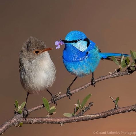 Daily Bird Pics on Instagram: “Splendid fairy wrens.  From @gerard_satherley . . . . . .  #bird #birds #birdsofinstagram #birdstgram #earlybird #vogel #birdphotography…” Congratulations Photos, Fairy Wren, Australian Birds, Wildlife Photos, Bird Pictures, Exotic Birds, Cute Animal Photos, Pretty Birds, Colorful Birds