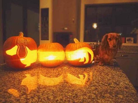 Funny Pumpkin Carvings, Dog Pumpkin, Amazing Pumpkin Carving, Pumpkin Carving Designs, Fröhliches Halloween, Fun Pumpkins, Pumpkin Carvings Stencils, Funny Pumpkins, Halloween Pumpkins Carvings