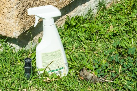 Homemade Rat and Mice Spray Repellent may work for Leprachauns and Fairies. Diy Mice Repellent, Wasp Spray, Repellent Diy, Peppermint Spray, Rat Repellent, Diy Bug Spray, Rodent Repellent, Mice Repellent, Diy Pest Control