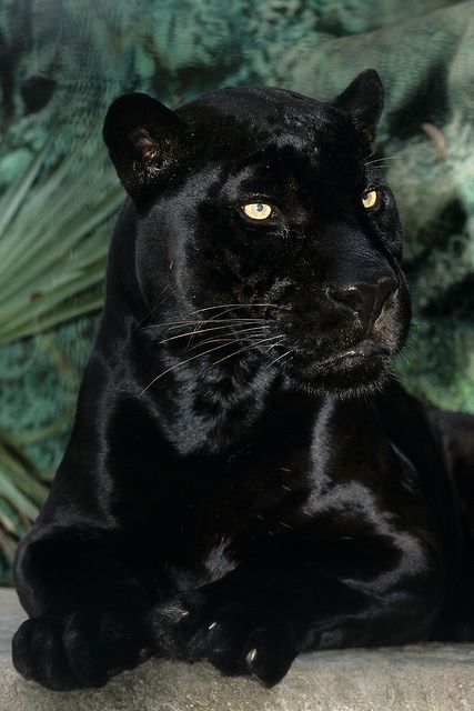 With great sadness we report that Orson, the beloved black jaguar, passed away today. He was euthanized after staff recognized that his increasingly geriatric condition was affecting his quality of life. Orson was almost 22 years old--a very advanced age for his species--and was a well-known resident of the Zoo. Please take a moment to offer condolences to Zoo staff who will be feeling this loss. RIP big guy, we'll miss you dearly. :'( Black Panther, A Black, Panther, Wall, Green, Black