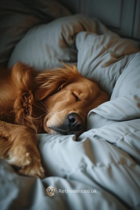 Cozy Golden Retriever, Golden Retriever Sleeping, Rich Dog, Adorable Golden Retriever, Dog Sleep, Cute Dog Pictures, Dachshund Puppies, Golden Retriever Puppy, Sleeping Dogs