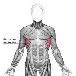 The Kinesiology and Biomechanics of the Freestyle Stroke (Part 1) - Underwater Audio Chest Workout Program, Serratus Anterior, Head Muscles, Yoga Muscles, Posture Fix, Shoulder Impingement, Biceps Brachii, Best Chest Workout, Muscular System