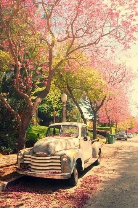 A vintage car covered with Spring cherry blossom #springpetals #cherryblossom #springaesthetic #vintagecar Flowers Morning, Truck Theme, Old Truck, Spring Mood, Felted Animals, 수채화 그림, Spring Aesthetic, Jolie Photo, Vintage Trucks