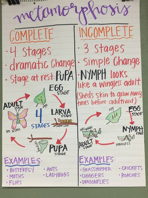 Metamorphosis Anchor Chart Life Cycle Anchor Chart 3rd Grade, Insect Anchor Chart, Science Experiments Elementary, Life Cycle Anchor Chart, Elementary Anchor Charts, Middle School Anchor Charts, Science Middle School, Elementary Science Experiments, Science Chart