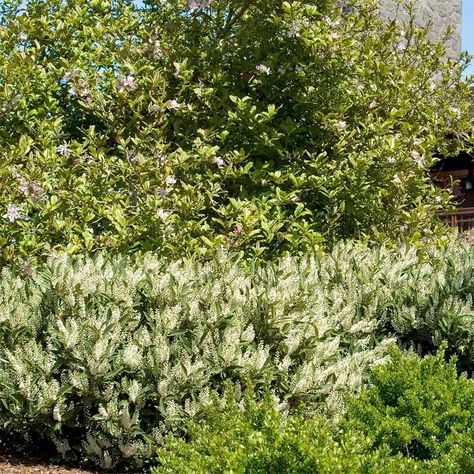 'Otto Luyken' English Laurel Backyard Hillside Landscaping, Otto Luyken Laurel, Planting For Privacy, Skip Laurel, English Laurel, Laurel Plant, Landscape Shrubs, Vanilla Strawberry Hydrangea, Cherry Laurel