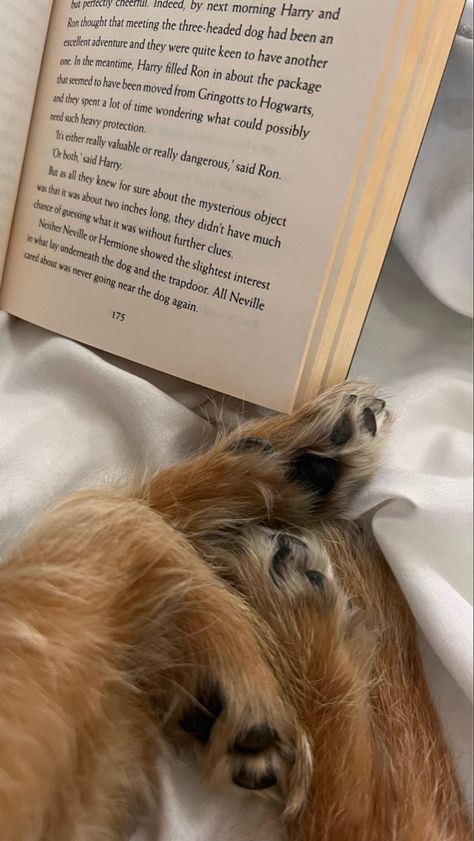 Reading With Dog Aesthetic, Dog Paws Aesthetic, Dogs And Books Aesthetic, Working With Dogs Aesthetic, Dog Love Aesthetic, Dog Paw Aesthetic, Vision Board Dog, Brown Dog Aesthetic, Dog Person Aesthetic