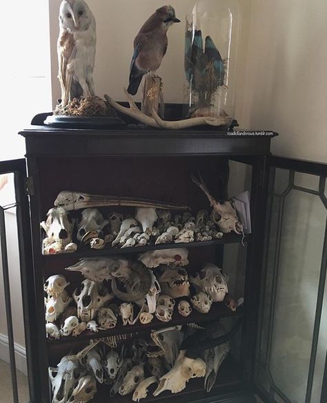 Oddities Collection, Oddities Decor, Cabinet Of Curiosity, Animal Skeletons, Taxidermy Art, Bone Crafts, Vulture Culture, Goth Home, Goth Home Decor