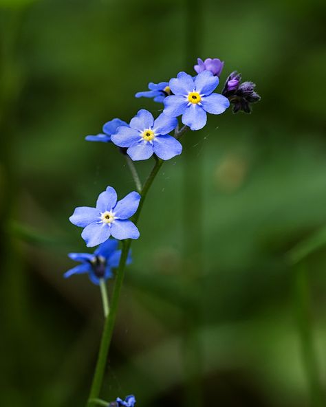 Loan Wild Flower Wild Flower Art, Forget Me Nots Flowers, Signs Youre In Love, Nature Garden, Simple Flowers, Wild Flower, Exotic Flowers, Flower Beauty, Forget Me Not