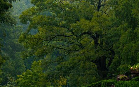 Botanical View. [Desktop wallpaper 1680x1050] Beautiful Nature Laptop Wallpaper, Earthy Desktop Wallpaper, Plants Wallpaper Desktop, Plant Wallpaper Desktop, Plant Desktop Wallpaper, View Desktop Wallpaper, Cute Desktop Wallpaper Aesthetic Laptop, Nature Desktop Wallpaper, 2k Wallpaper