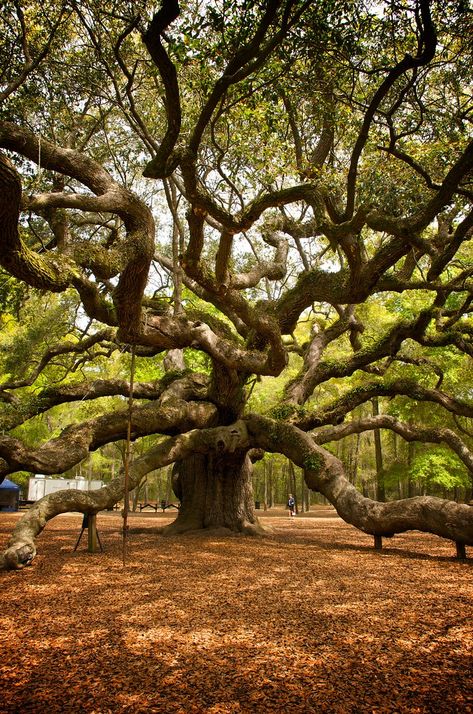 Giant Oak Tree, Oak Tree Drawing Sketch, Oak Tree Aesthetic, Southern Live Oak Tree, Angel Oak Tree, Large Oak Tree, Live Oak Tree, Angel Oak Trees, Huge Tree