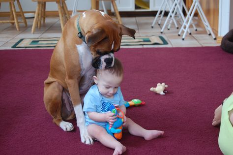 Taking care of the young'ns.. boxers are so good with kids.... I was just about this age when my family got our first boxer, Lady, and heaven help anyone she didn't know coming near me! Wholesome Dog, Hilarious Dogs, Boxer And Baby, Boxer (dog), Puppy Kisses, Boxer Puppy, Dog Puppies, Boxer Love, Boxer Puppies