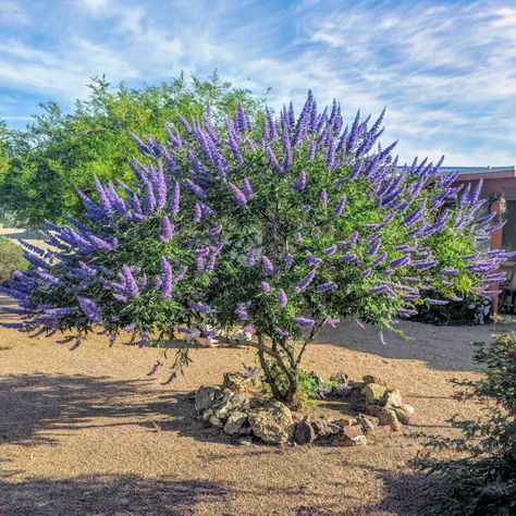 Vitex | Flowering Trees | Moon Valley Nurseries Tree Ground Cover, Vitex Tree, About Moon, Tree Nursery, Cottage Gardens, College Park, Landscaping Plants, Landscape Ideas, Flowering Trees