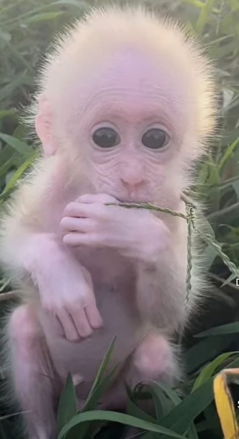 Albino Monkey, Cute Monkey Pictures, Baby Monkeys, Spider Monkey, Albino Animals, Monkey Pictures, Pet Monkey, Monkeys Funny