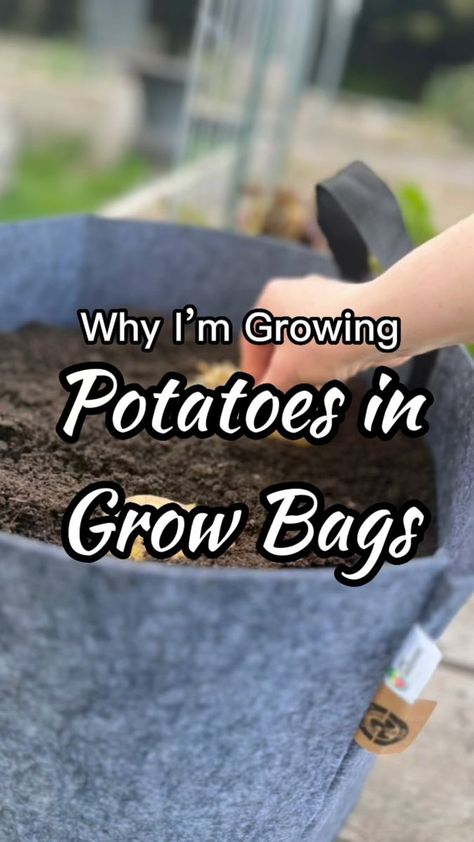 Potatoes In Grow Bags, Sprouting Potatoes, Grow Potatoes, 5 Gallon Buckets, What Questions, Growing Potatoes, Grow Bags, Organic Gardening Tips, Fabric Bags