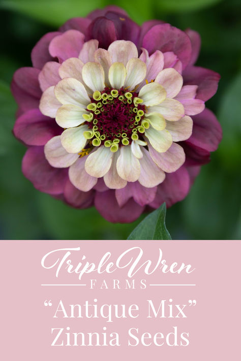 Dahilas and zinnias make the perfect summer bouquet! Our zinnias are open-pollinated crosses from here at Triple Wren Farms and bloom in a mix of ombre blush, rose, rusty-coral, and lime semi-double and double flowers. We have been working on this stunning mix since 2015, with a focus on this special ombre color blend. Beautiful Dahlia Flowers, Zinnia Bouquet Ideas, When To Plant Zinnias, Zinnia Wedding Bouquet, Zinnia Varieties, Planting Zinnias, Dahlia Flower Bouquet, Farmstand Ideas, Dahlia Flower Garden