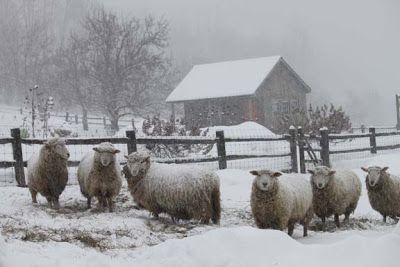 Getting Stitched on the Farm: Scenes of Sheep in a Two Day Storm Herd Of Sheep, Baa Baa Black Sheep, Sheep And Lamb, Oita, Snow Scenes, A Barn, Old Barns, Animal Photo, Winter Scenes