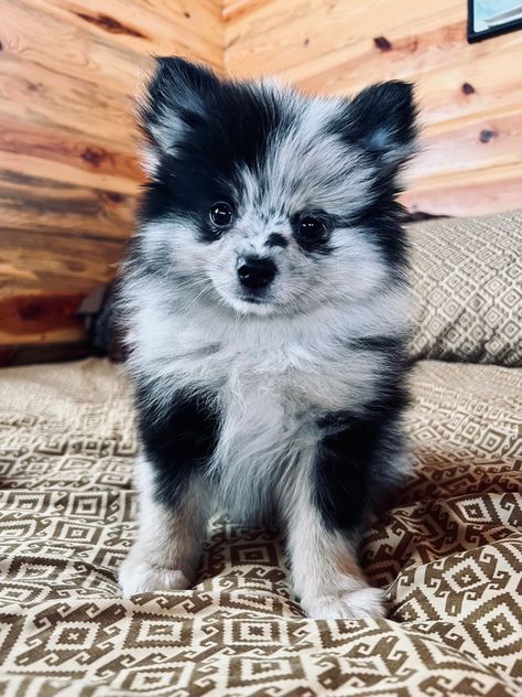 Pomeranian Blue Merle, Pomskies Puppies, Merle Pomeranian Puppy, Blue Pomeranian, Dogs Tattoo Ideas, Blue Merle Pomeranian, Pomeranian Colors, Pet Tattoo Ideas, Puppies Pomeranian