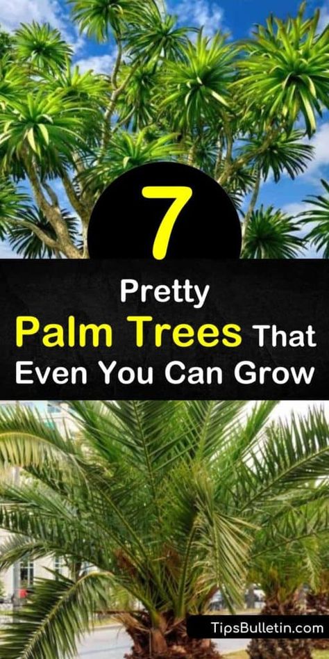 Try these palm trees that grow easily in a state like California or Florida. Bamboo-like areca palm makes an ideal houseplant, while windmill palm survives below freezing. Queen palm and pygmy date palm produce sticky dates that leave you licking your fingers. #palmtrees #palms #tropicalplants Pygmy Palm, Extra Large Outdoor Planters, Sticky Dates, Pygmy Date Palm, Palm Tree In Pot, Windmill Palm, Foxtail Palm, Queen Palm, Mexican Fan Palm