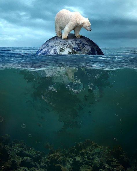 Save The Arctic, Polar Bear Art, Environmental Conservation, Photoshop Art, Ap Art, Bear Art, Ads Creative, Save Earth, 영감을 주는 캐릭터