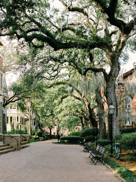 Spanish Moss in Charleston, South Carolina | Charleston Travel Print | College of Charleston | Charleston Spanish Moss | Spanish Moss Print High quality print that is great for hanging and is easily cut to fit a frame.  Image is professionally printed on Kodak photographic paper. Chose from Matte, Lustre, and Glossy finishes.  Matte - A subtle-yet-discernable overall sheen that feels more slick to the touch than lustre. Lustre - A finely stippled finish creates a faint glimmer with a semi-gloss Collage Of Charleston, Charleston Sc Asthetic, Downtown Charleston Sc Aesthetic, Charleston Wallpaper, Charleston In The Fall, Charleston South Carolina Aesthetic, Charleston Sc Aesthetic, Charleston Vibes, Charleston Lifestyle