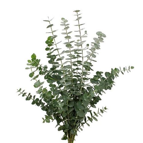 EUCALYPTUS BABY BLUE available at wholesale prices & direct UK delivery. Approx. 70cm tall. Silver Eucalyptus, Baby Blue Eucalyptus, Dutch Flowers, Blue Eucalyptus, Flower Identification, Fresh Eucalyptus, Kangaroo Paw, Eucalyptus Garland, Baby Blue Color