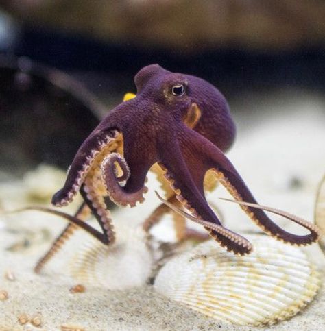 A coconut octopus 🌑Fosterginger.Pinterest.Com🌑More Pins Like This One At FOSTERGINGER @ PINTEREST 🌑No Pin Limits🌑でこのようなピンがいっぱいになる🌑ピンの限界🌑 Happy Octopus, Coconut Octopus, Tiny Octopus, Purple Octopus, Fauna Marina, Baby Octopus, Beautiful Sea Creatures, Underwater Creatures, Aquatic Animals