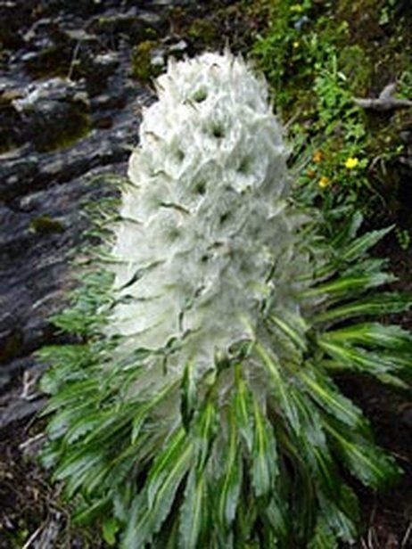 The snow lotus, Saussurea laniceps, favors steep, unstable scree slopes well above 12,000 feet. Snow Lotus, Missouri Botanical Garden, Pink Lotus, Flowers Nature, Botanical Garden, White Flower, Himalayan, The Snow, Green Leaves